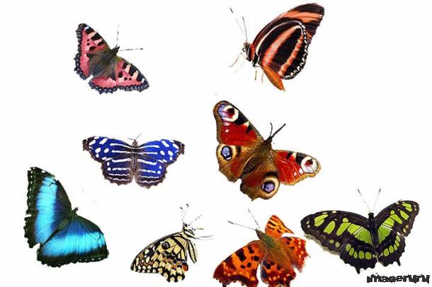 Бабочки в формате PSD