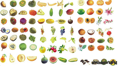 Векторные фрукты более 160 штук