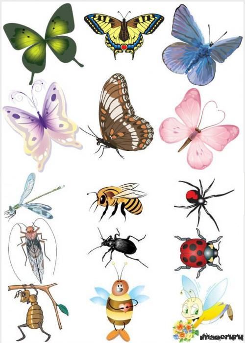 Жуки и бабочки