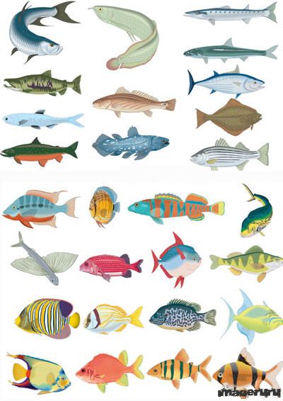 66 векторных рыб