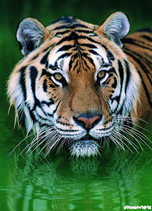Дикие животные - тигры, львы, ягуары