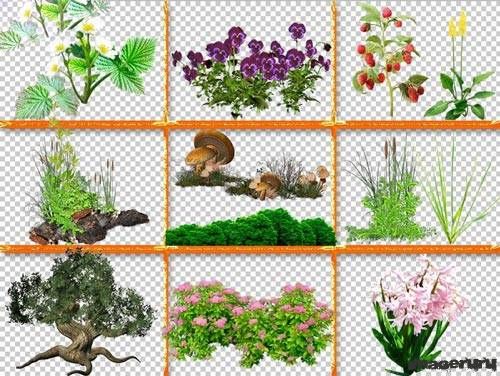 Разные растения на прозрачном фоне