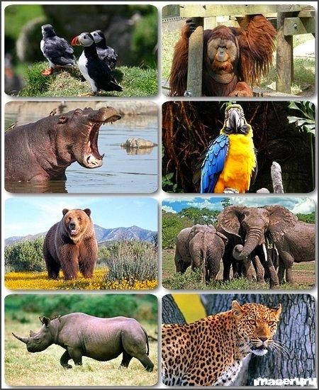 Мир диких животных