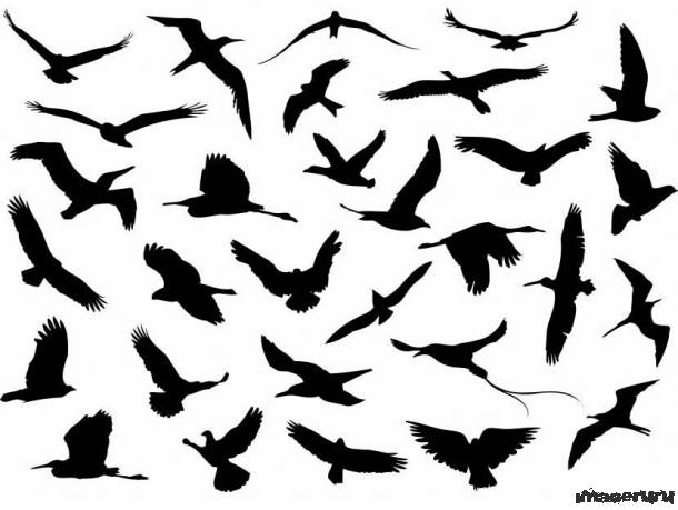 Силуэты летящих птиц